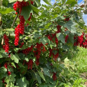 Johannisbeeren 250g Schale