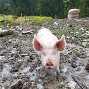 Schweinefleisch vom Alpsäuli, Rebekka Zimmermann, Alp Vorderdurnachtal