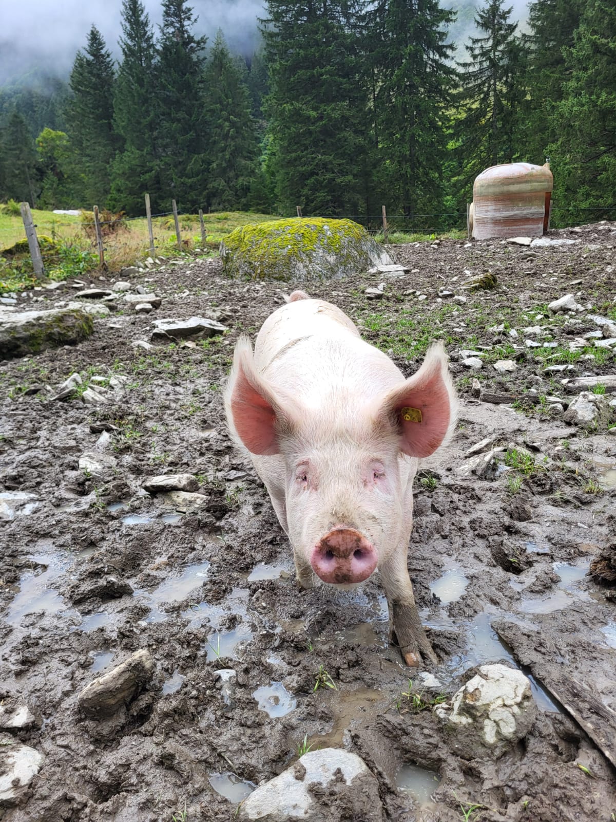 Schweinefleisch vom Alpsäuli, Rebekka Zimmermann, Alp Vorderdurnachtal