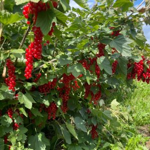 Johannisbeeren rot, 250g Schale